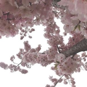 Meet your Posher, Nari